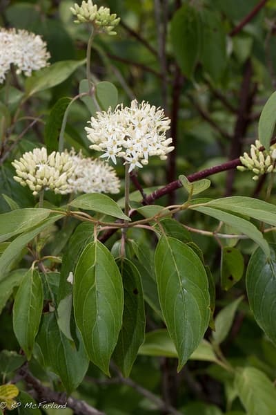 dogwood 'Blue Cloud'