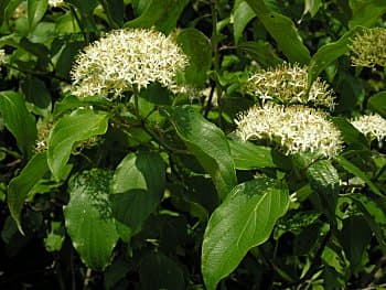 dogwood 'Blue Cloud'