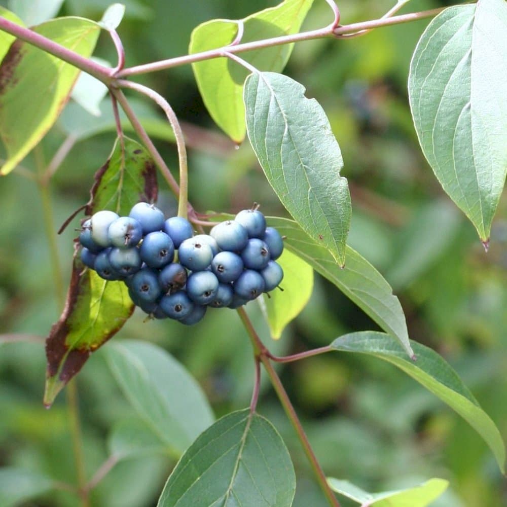 dogwood 'Blue Cloud'