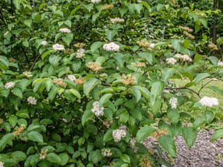 dogwood 'Blue Cloud'