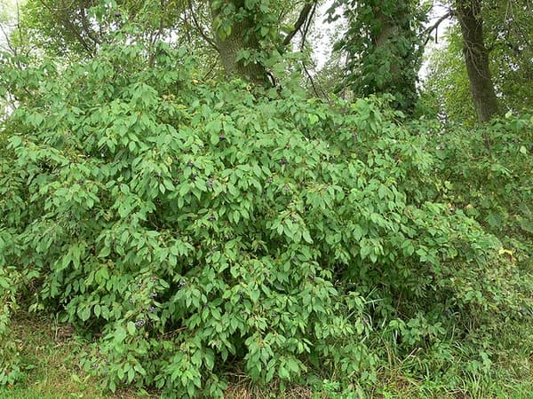 dogwood 'Blue Cloud'