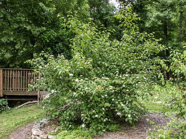 dogwood 'Blue Cloud'