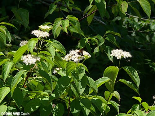 dogwood 'Blue Cloud'