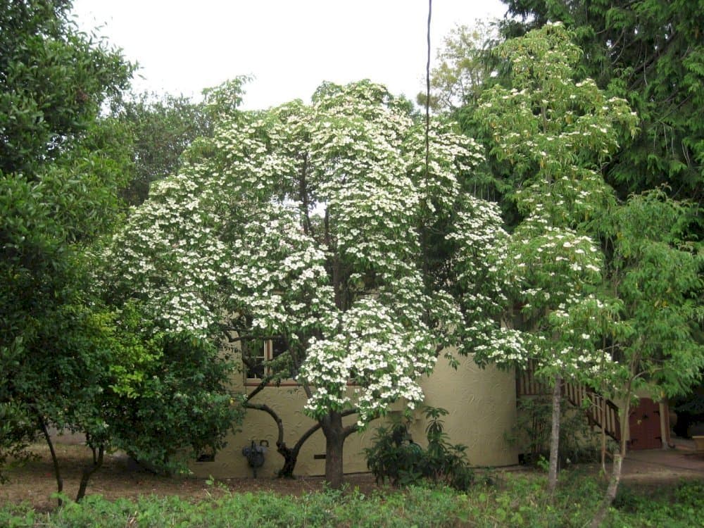 headed-flowered dogwood