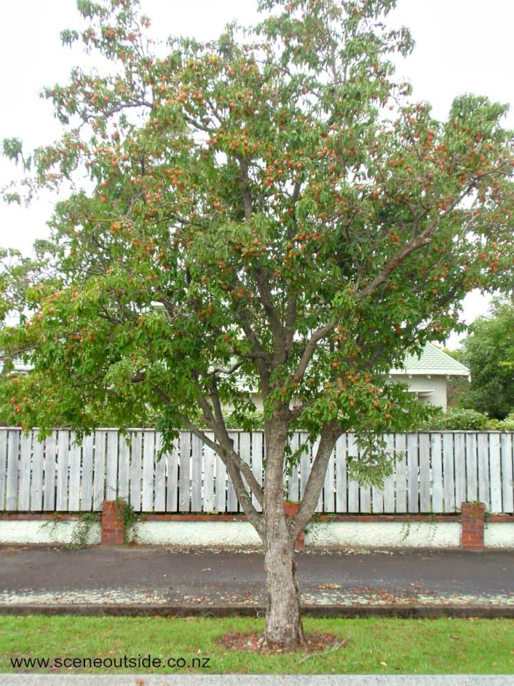 headed-flowered dogwood