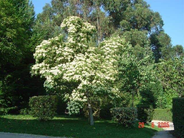 headed-flowered dogwood