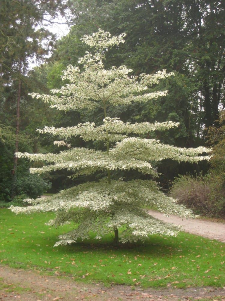 wedding cake tree