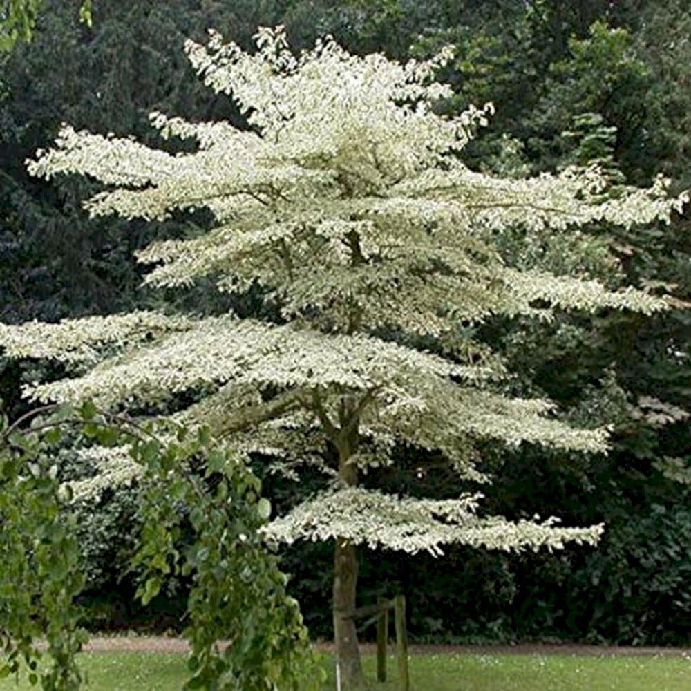 wedding cake tree