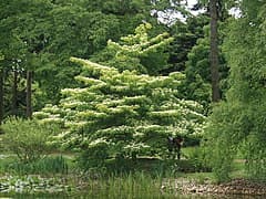 wedding cake tree