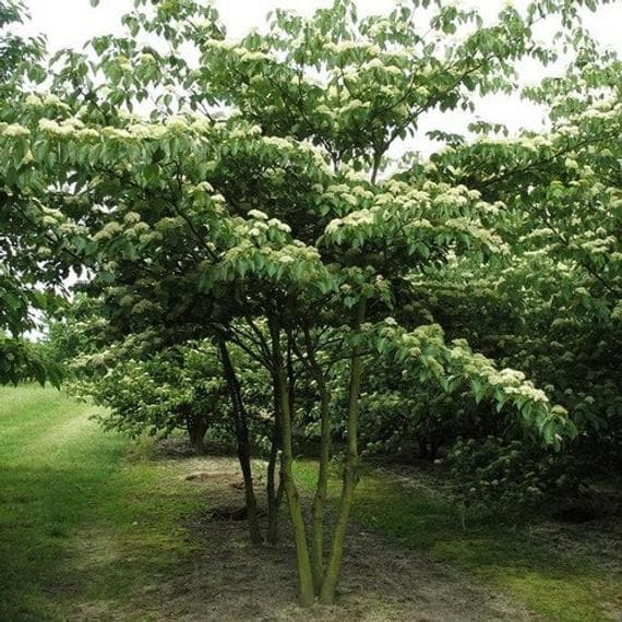 wedding cake tree