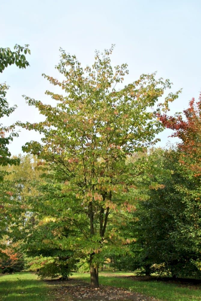 wedding cake tree