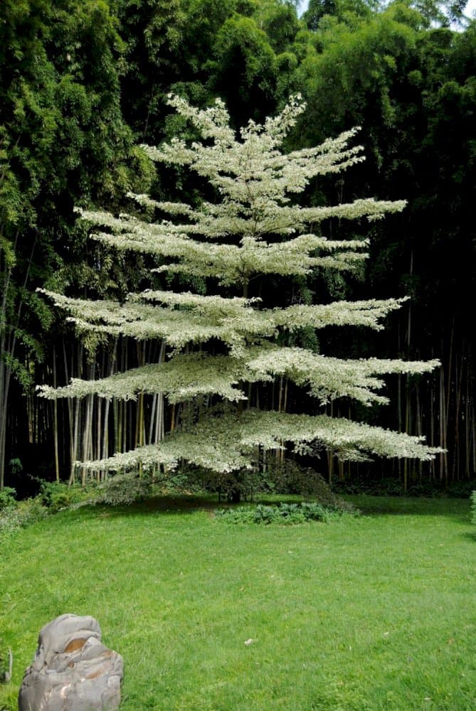 wedding cake tree