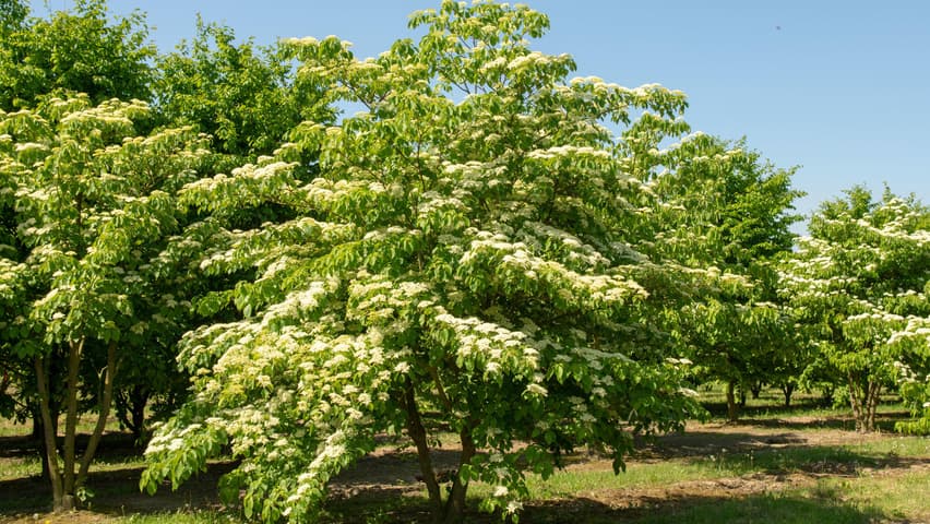 wedding cake tree