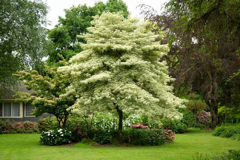 wedding cake tree