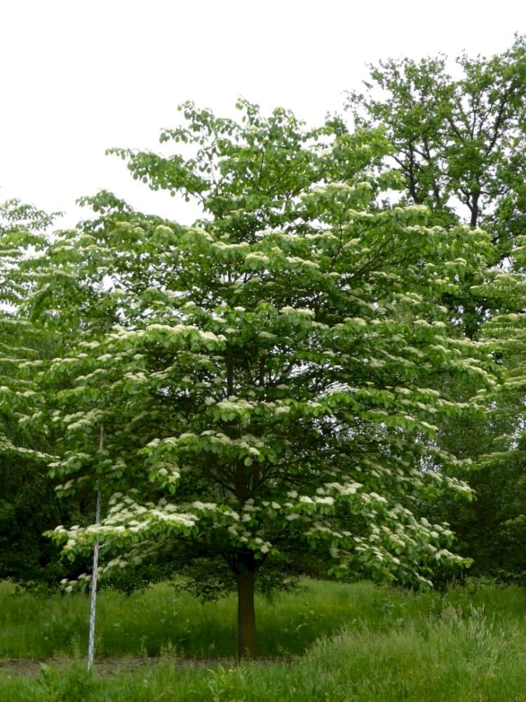 wedding cake tree