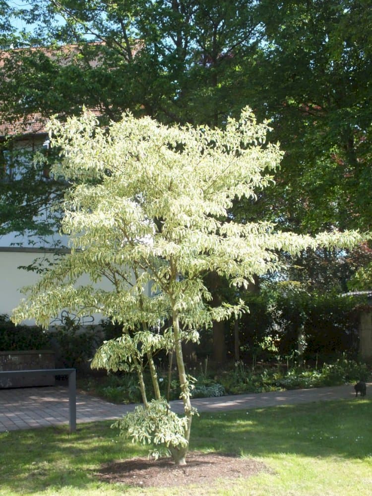 wedding cake tree