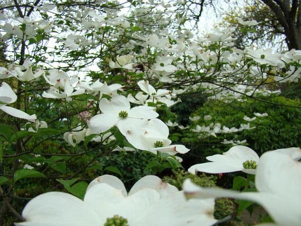 eastern flowering dogwood 'Sunset'