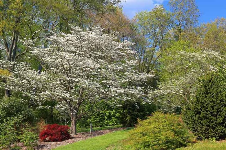 eastern flowering dogwood 'Sunset'