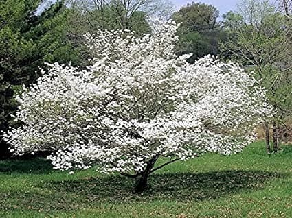 eastern flowering dogwood 'Sunset'