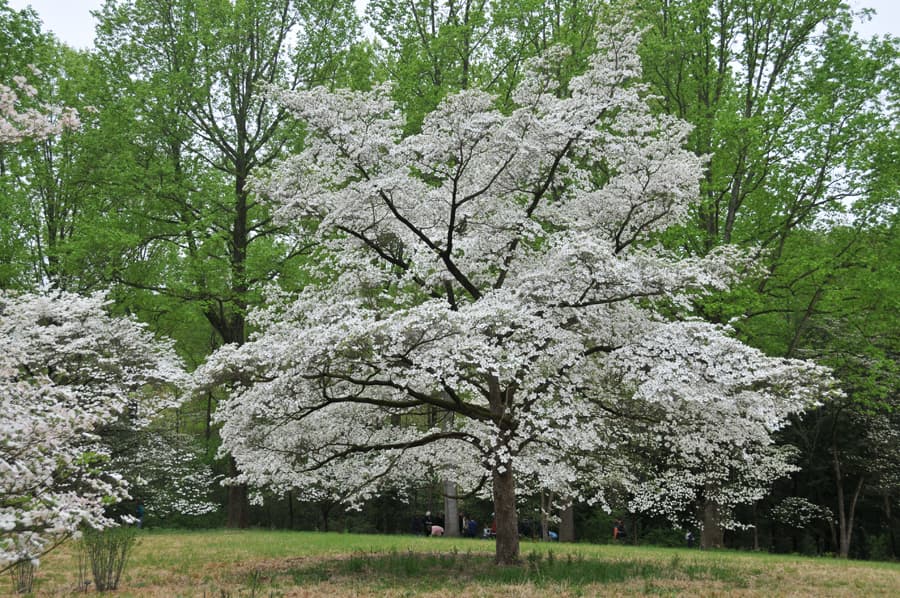 eastern flowering dogwood 'Sunset'