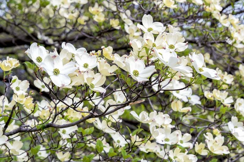 eastern flowering dogwood 'Rainbow'