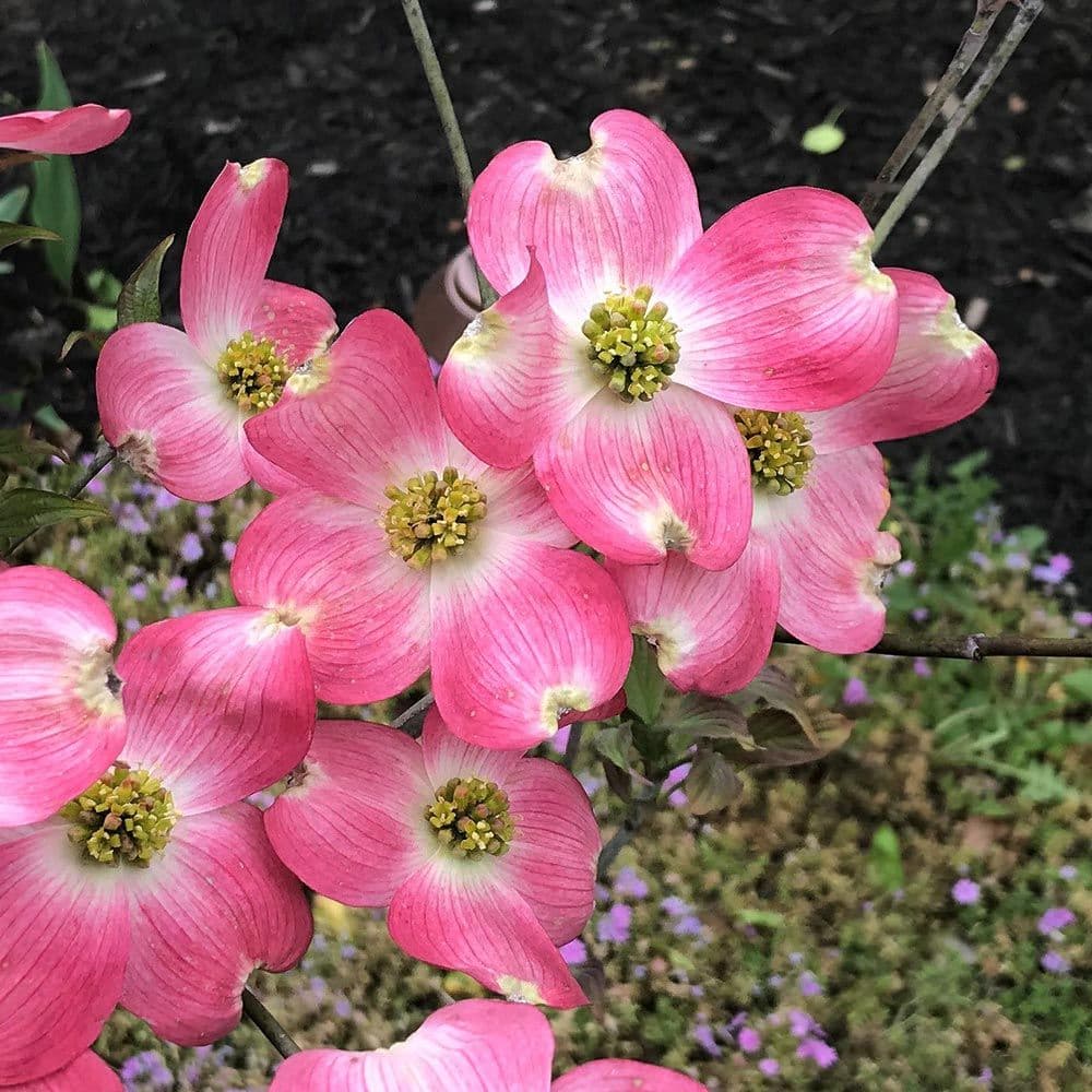 eastern flowering dogwood 'Rainbow'