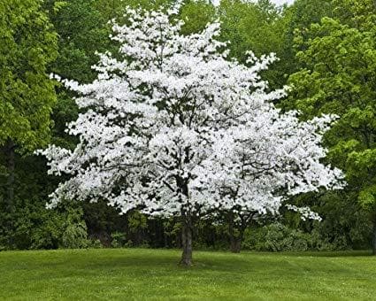 eastern flowering dogwood red-form