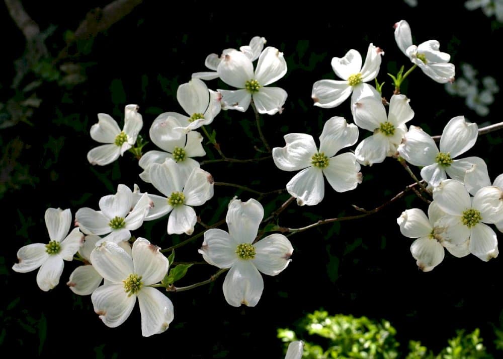 eastern flowering dogwood red-form