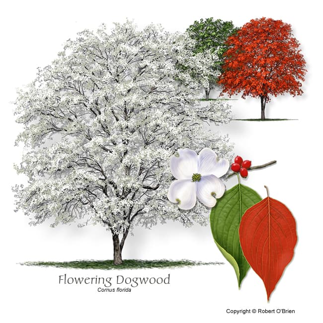 eastern flowering dogwood 'Cherokee Chief'