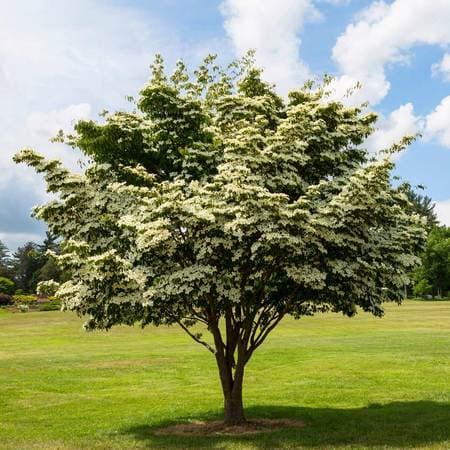 Chinese dogwood 'Wisley Queen'