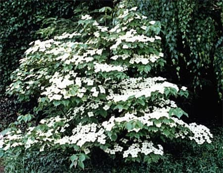 Chinese dogwood 'Wisley Queen'