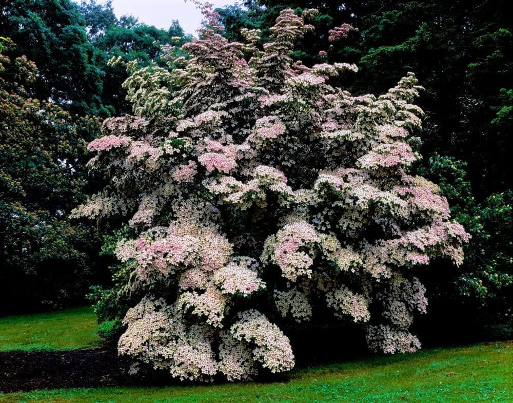 Chinese dogwood 'Wisley Queen'