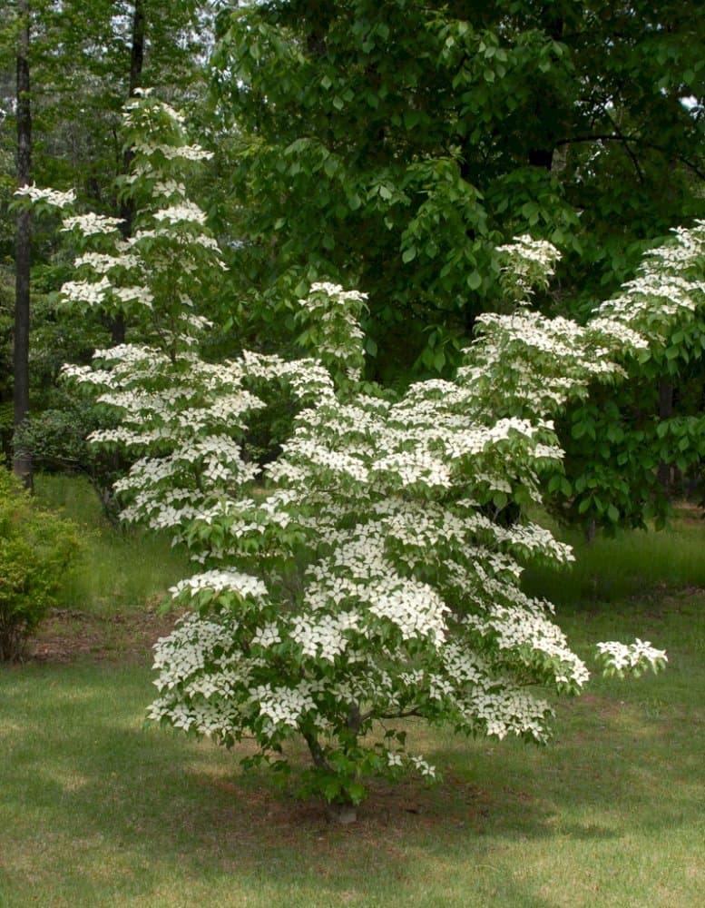 Chinese dogwood 'Wisley Queen'