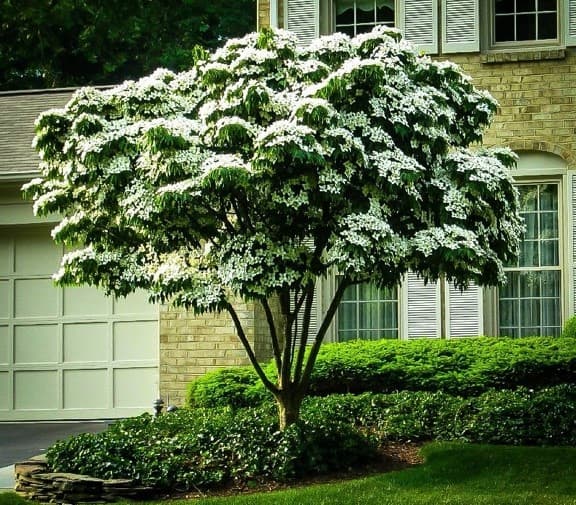 Chinese dogwood 'Wisley Queen'