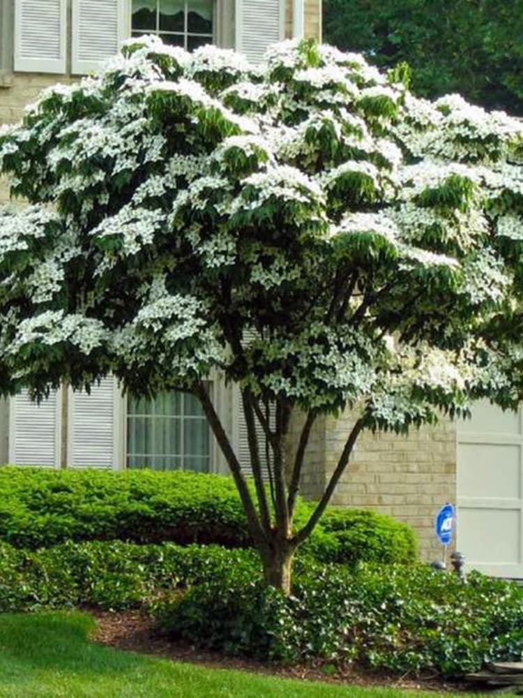 Chinese dogwood 'Wisley Queen'