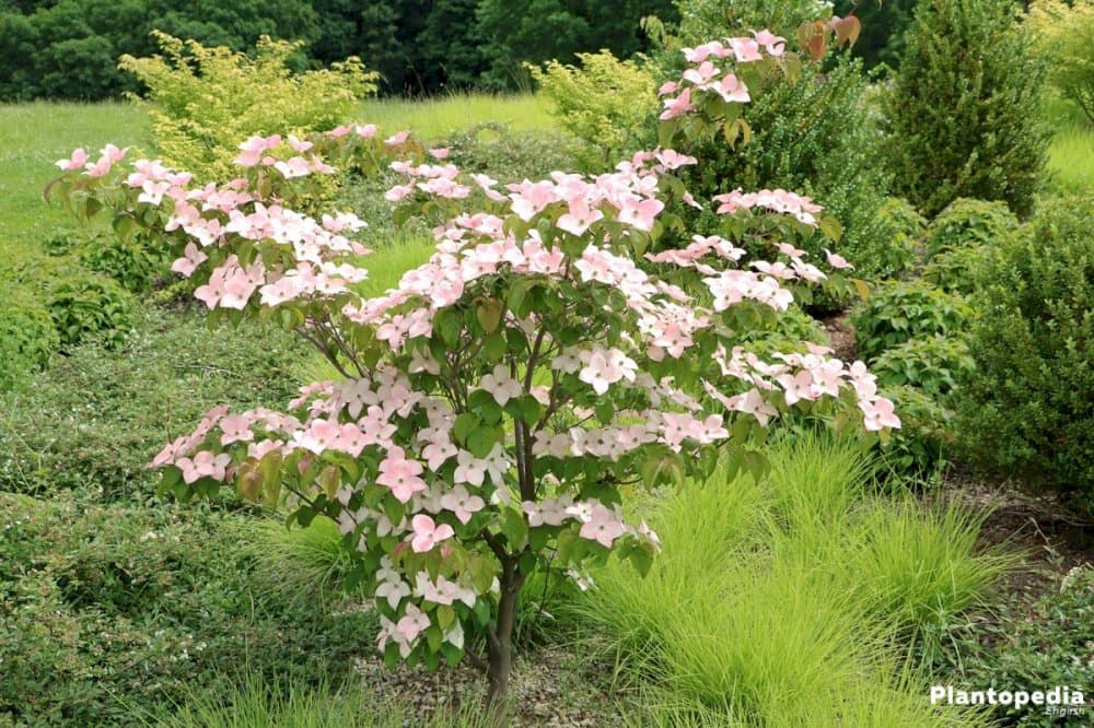 Chinese dogwood 'Wisley Queen'