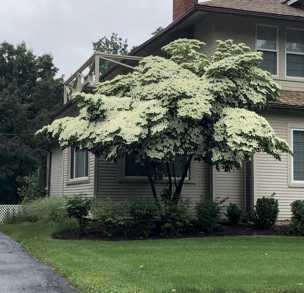 Chinese dogwood 'Claudia'