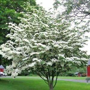 Chinese dogwood 'White Dusted'