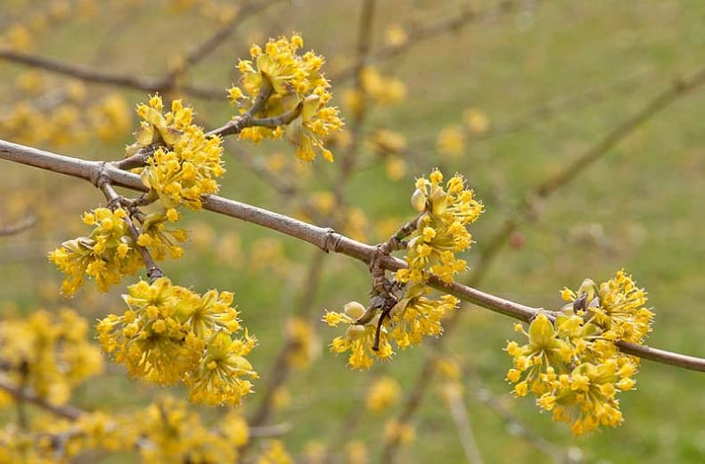 Cornelian cherry 'Golden Glory'