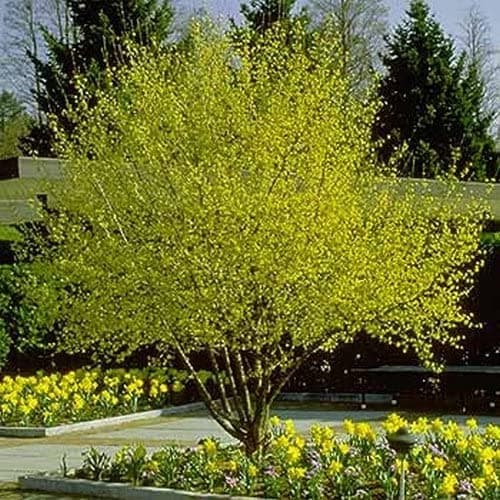 Cornelian cherry 'Golden Glory'