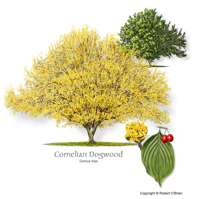 Cornelian cherry 'Golden Glory'