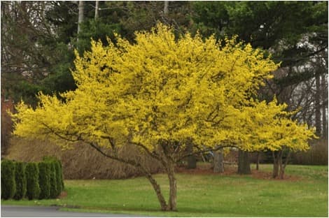 Cornelian cherry 'Golden Glory'