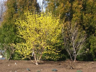 Cornelian cherry 'Golden Glory'