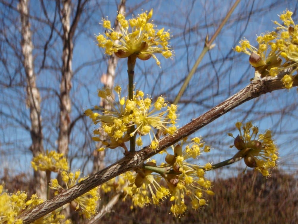 Cornelian cherry 'Golden Glory'