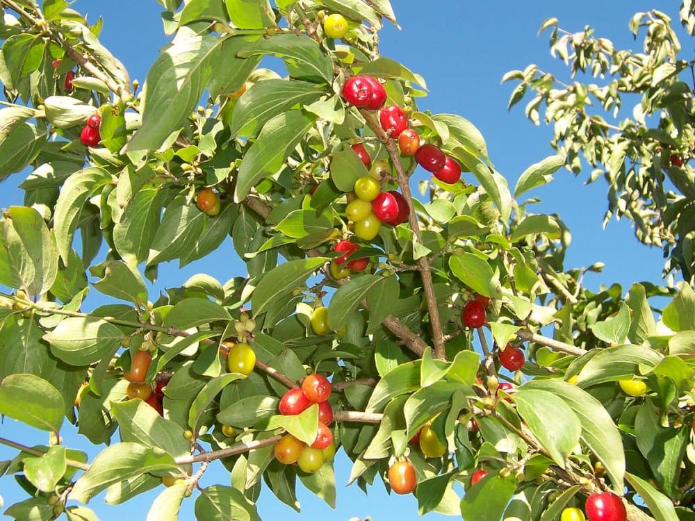 Cornelian cherry 'Golden Glory'