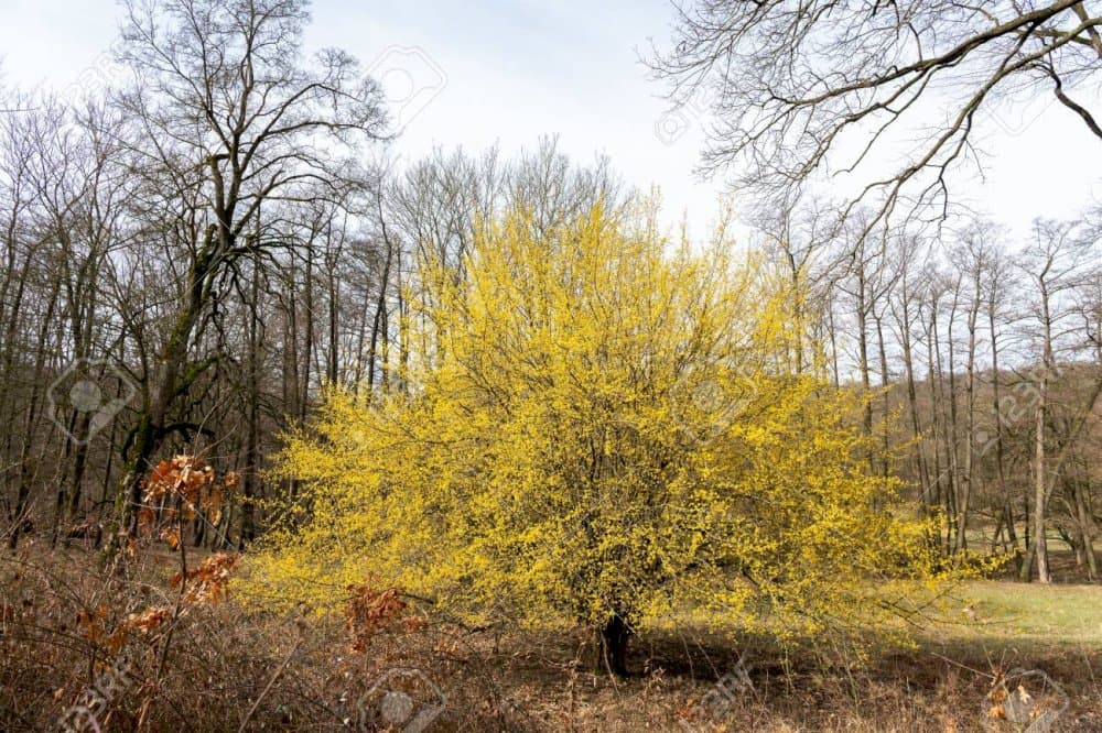 Cornelian cherry 'Golden Glory'