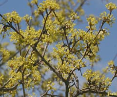 Cornelian cherry 'Golden Glory'