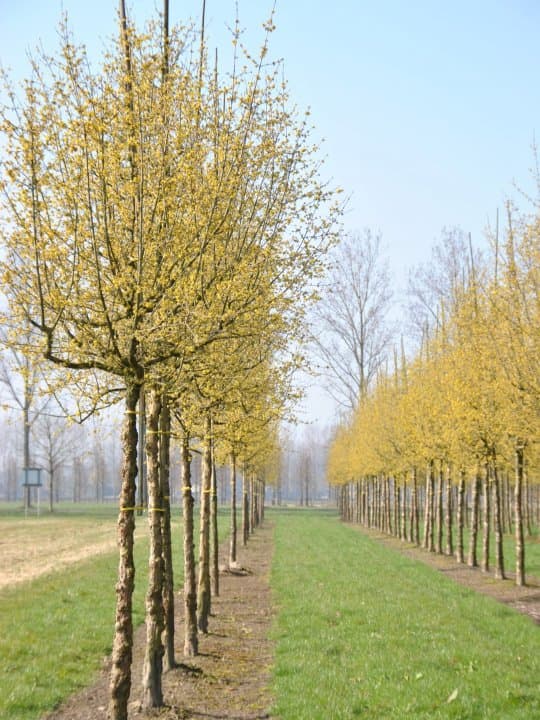 cornelian cherry 'Variegata'