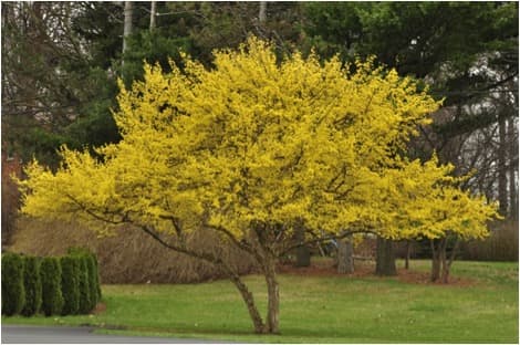Cornelian cherry 'Aurea'