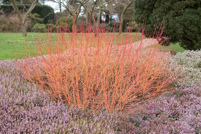 dogwood 'Anny's Winter Orange'